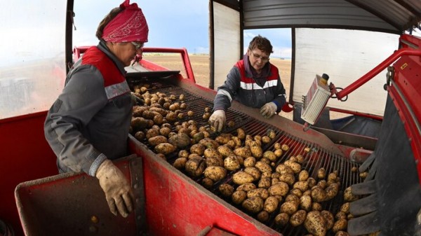 В Минсельхозе РФ заявили, что удастся избежать "перекосов" цен на картофель В Минсельхозе РФ заявили, что удастся избежать "перекосов" цен на картофель