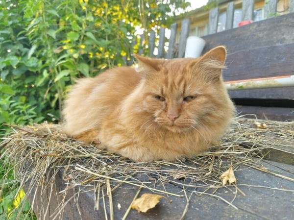 Кошка откусила себе язык, упав из окна высотного здания Кошка откусила себе язык, упав из окна высотного здания